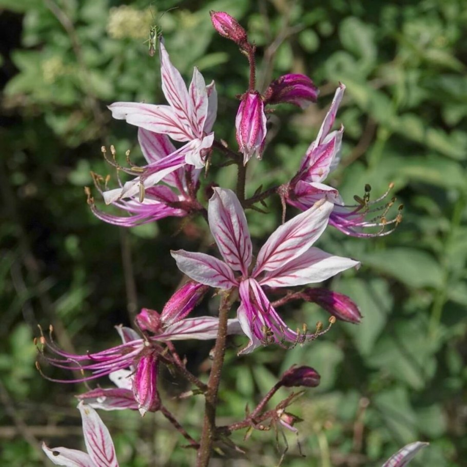 Ясенец корень