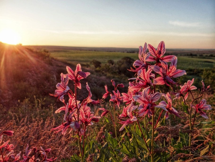Ясенец мохнатоплодный