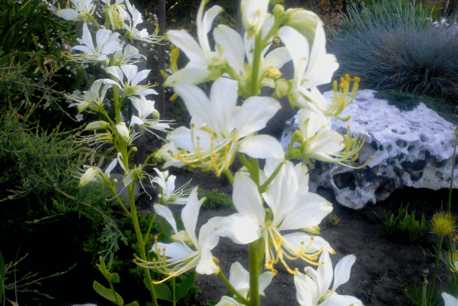 Ясенец белый