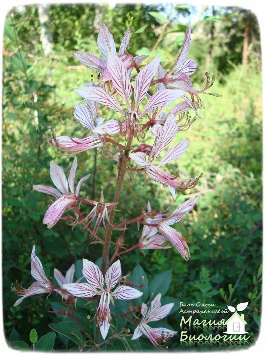 Купина Неопалимая Купина цветок