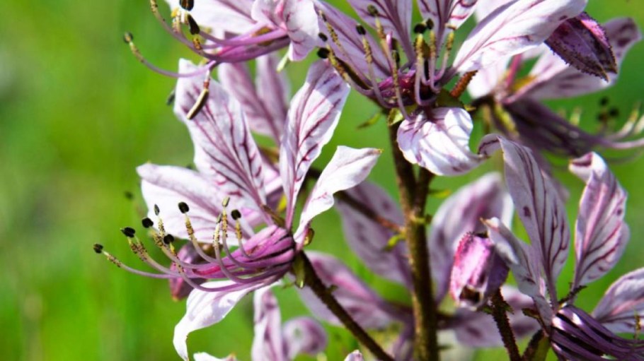 Ясенец голостолбиковый Купина Неопалимая