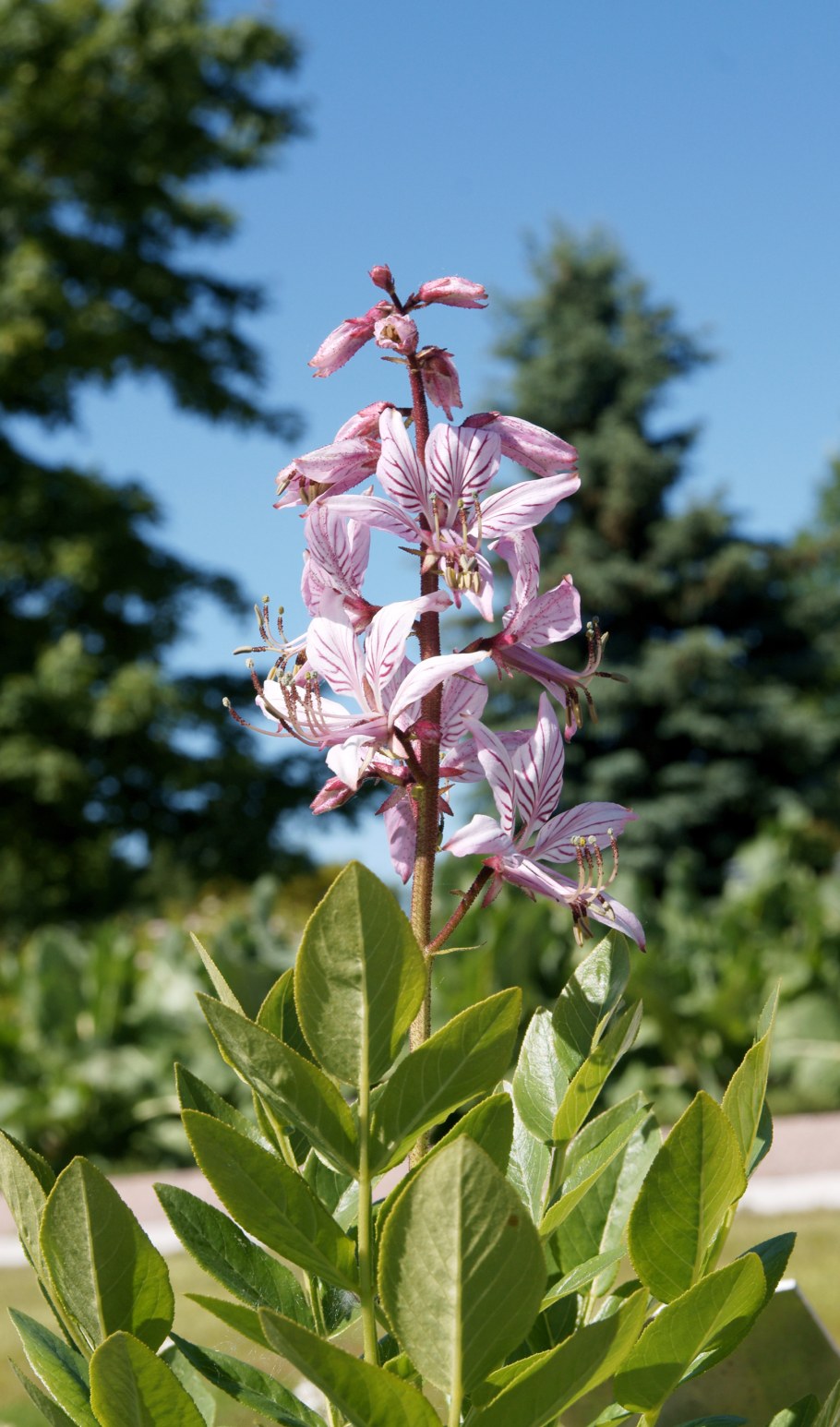 Неопалимая Купина растение в Египте фото вблизи