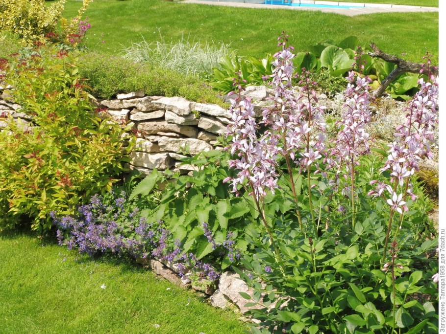 Ясенец Фраксинелла фото на клумбе