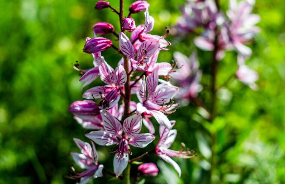 Ясенец белый