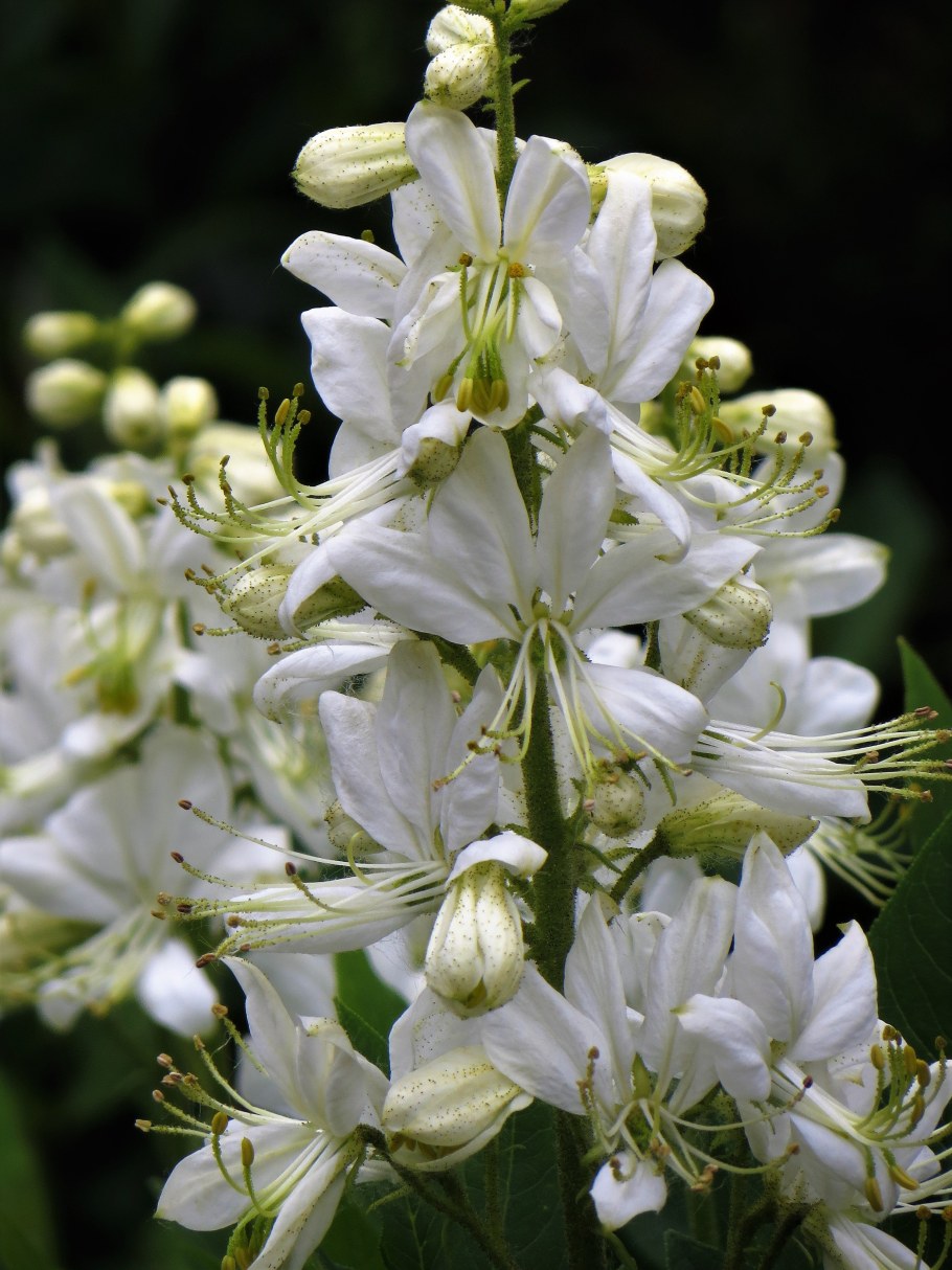 Ясенец белый Шафран