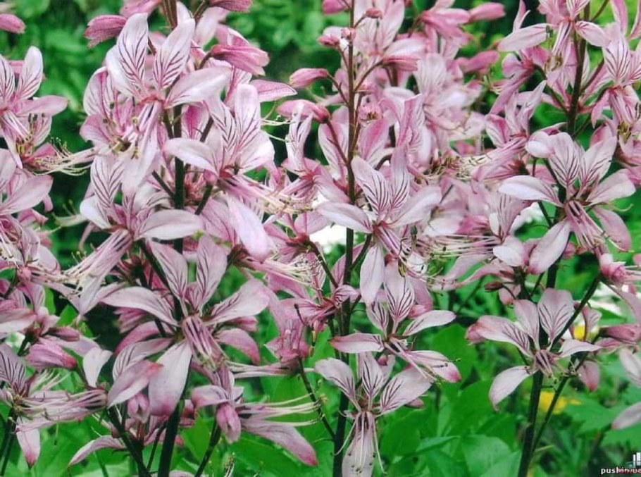 Ясенец голостолбиковый