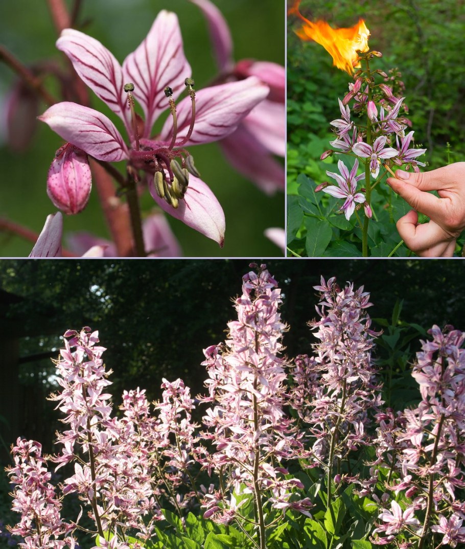 Растение ясенец (Неопалимая Купина)