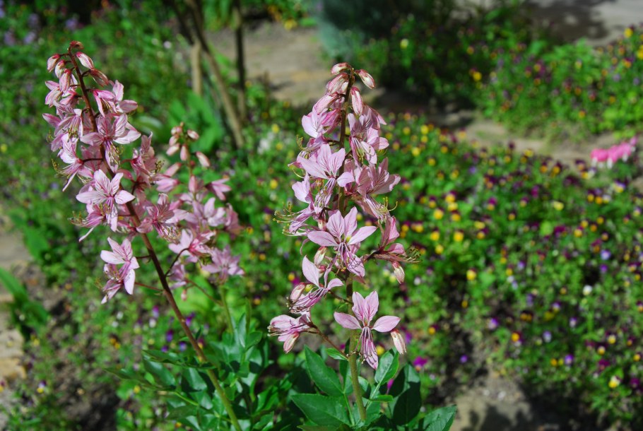 Ясенец фото