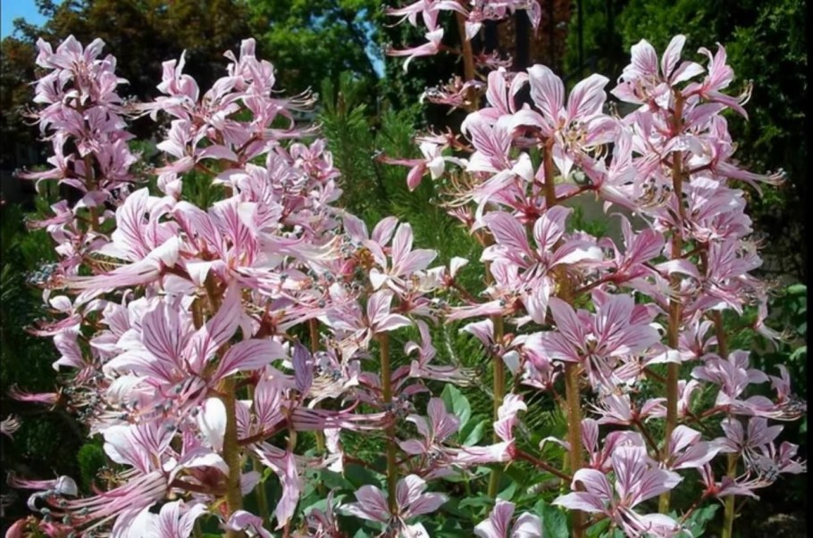 Диктамнус ясенец Неопалимая Купина