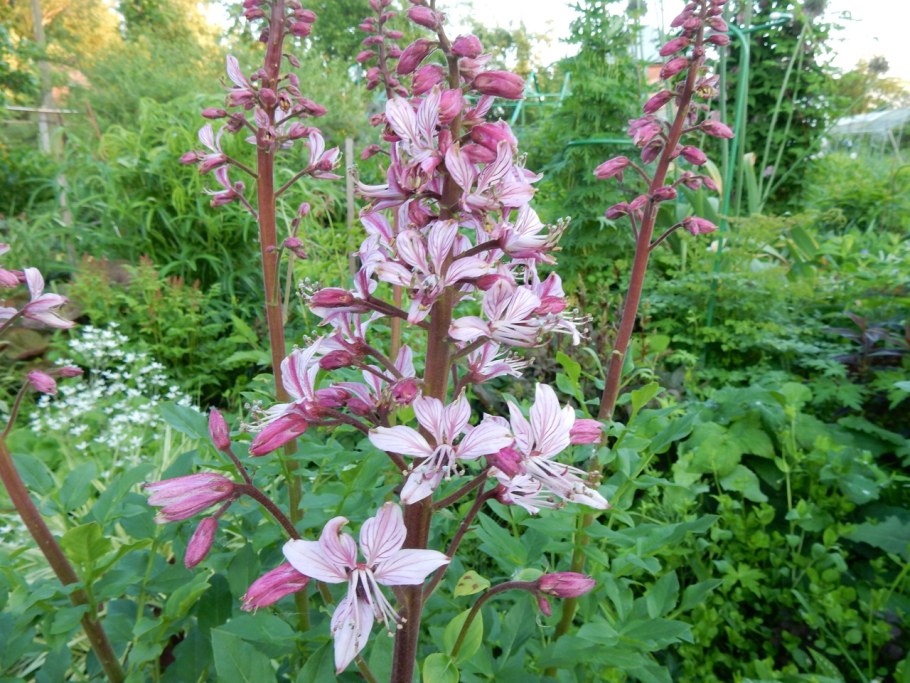 Ясенец цветок фото и описание