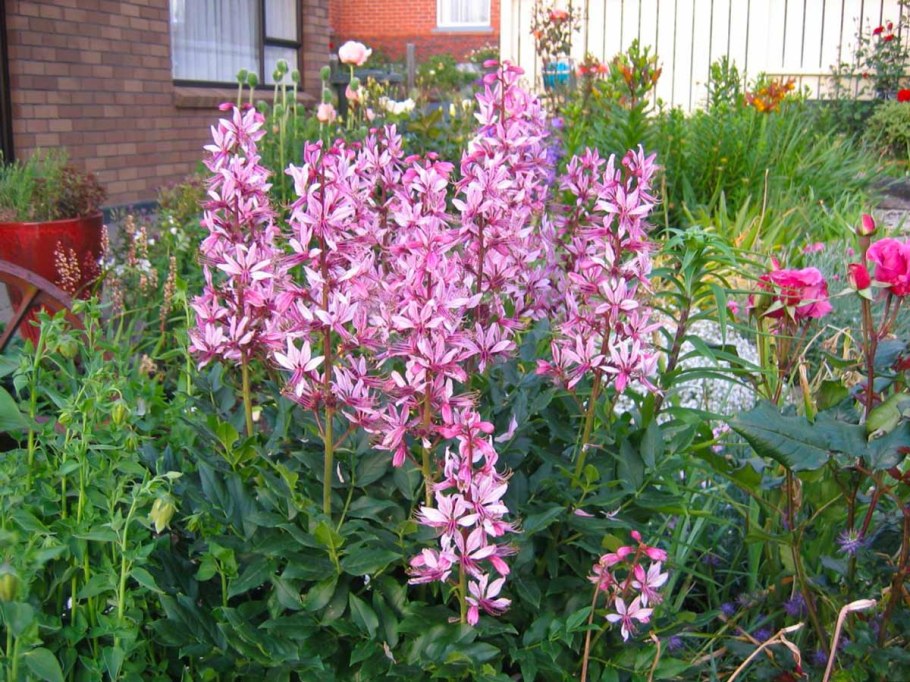 Диктамнус ясенец Неопалимая Купина