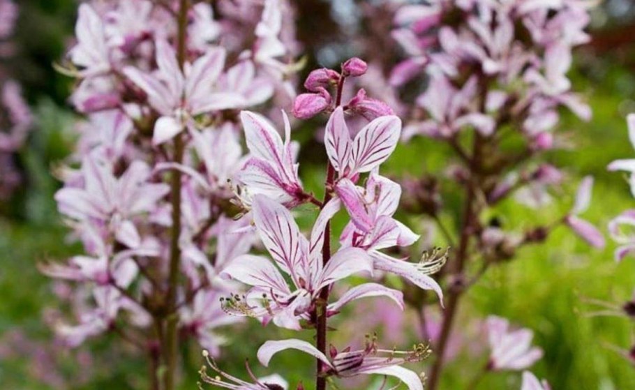 Ясенец Неопалимая Купина