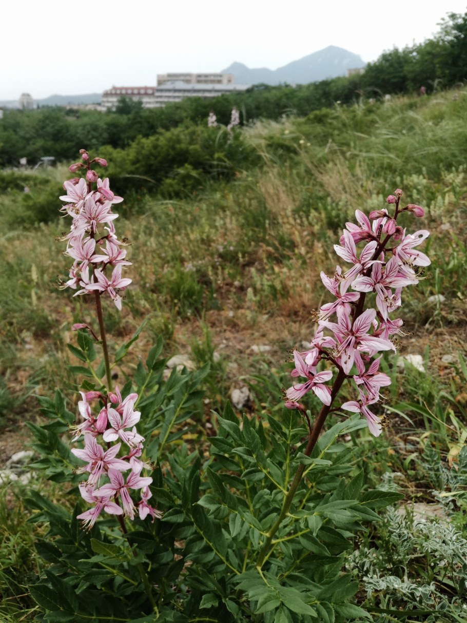 Ясенец кавказский