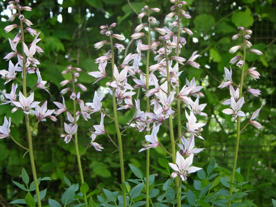 Ясенец белый Шафран