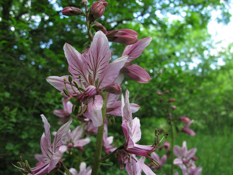 Ясенец Неопалимая Купина