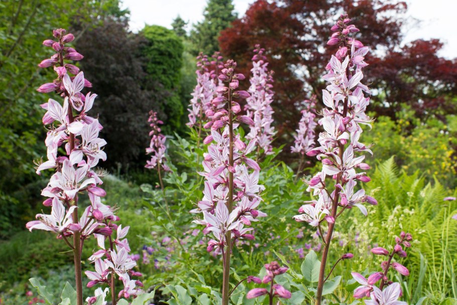 Ясенец розовый