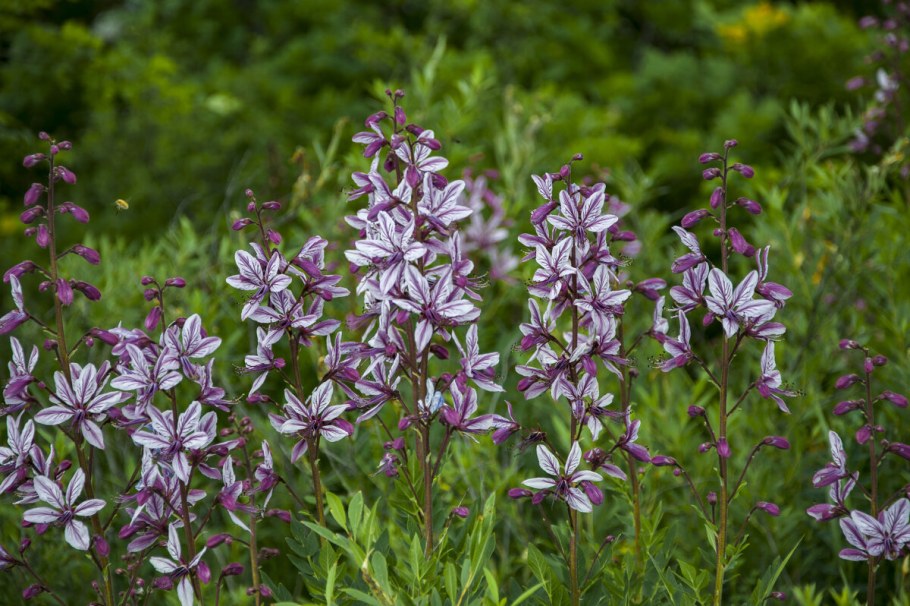 Ясенец мохнатоплодный