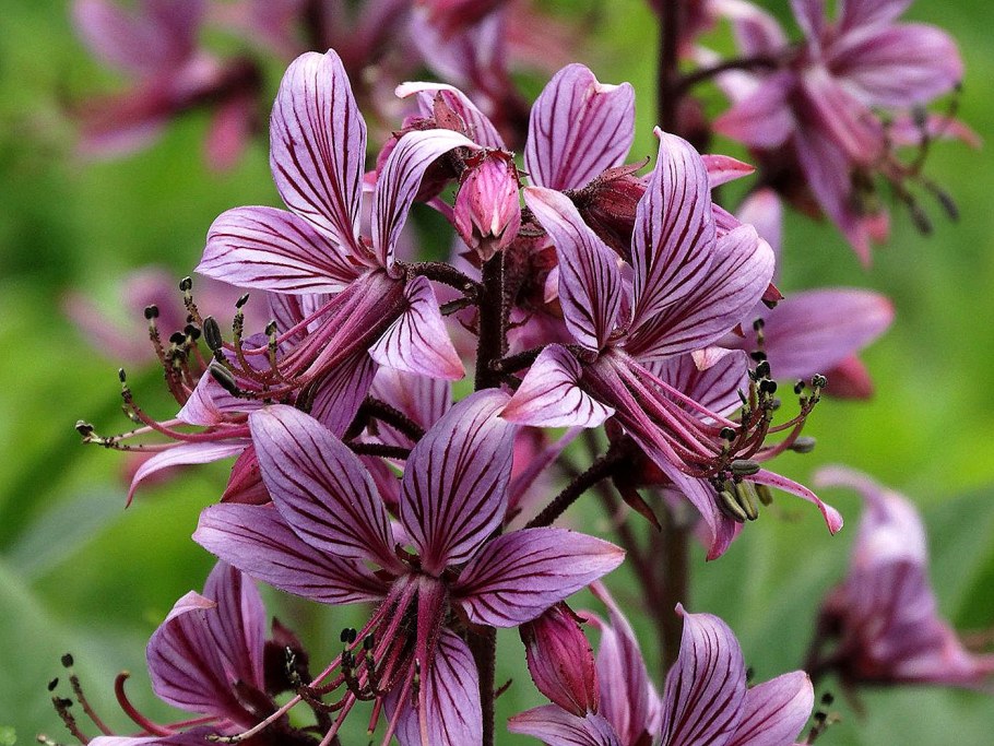 Ясенец цветок