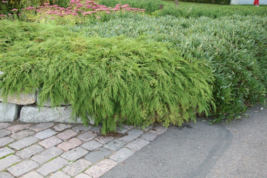 Туя микробиота перекрестнопарная