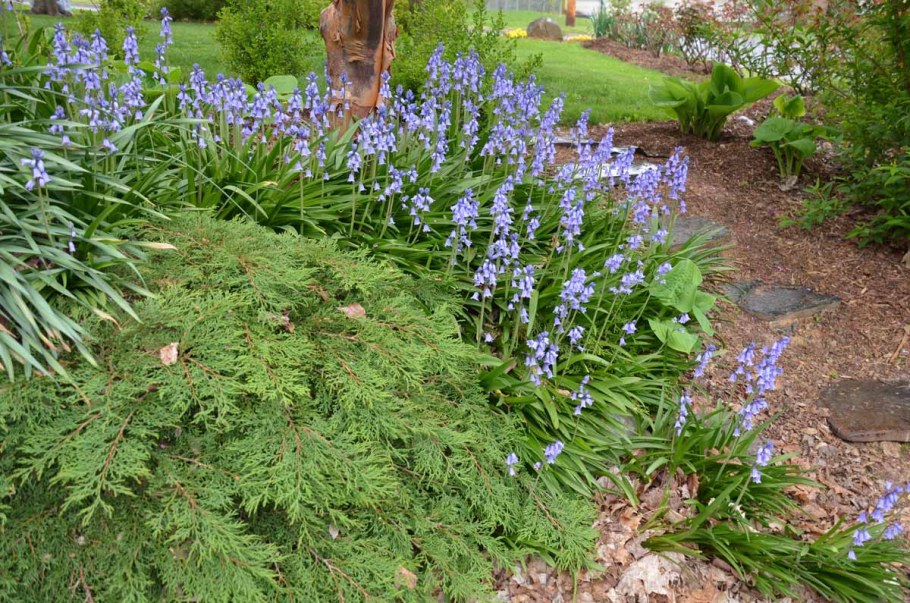 Микробиота хвойник