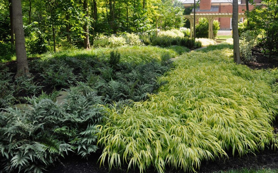 Можжевельник микробиота перекрестнопарная