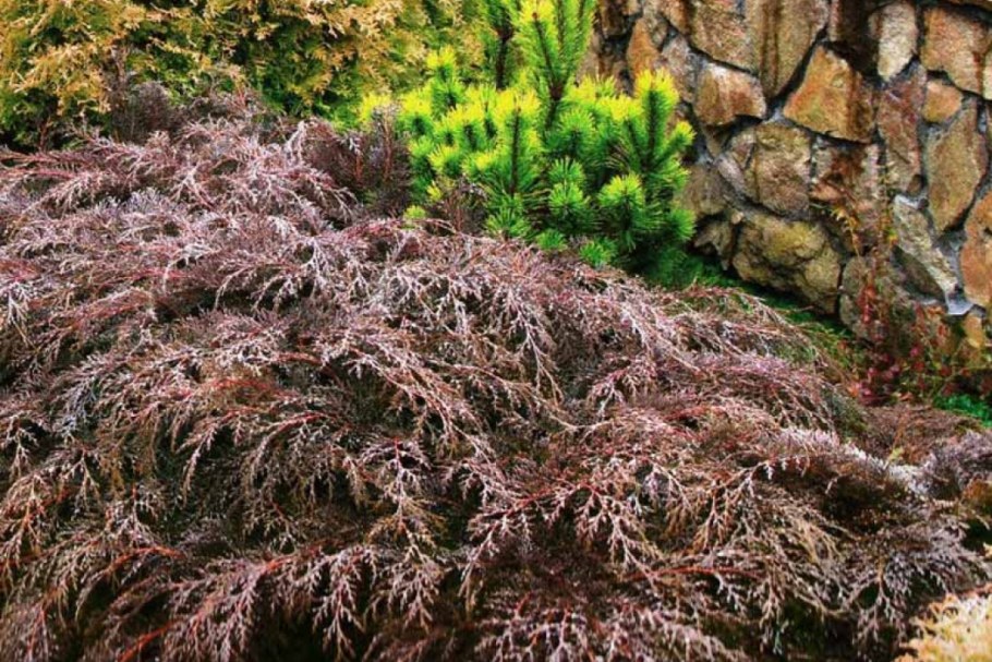 Микробиота перекрестнопарная Лукас