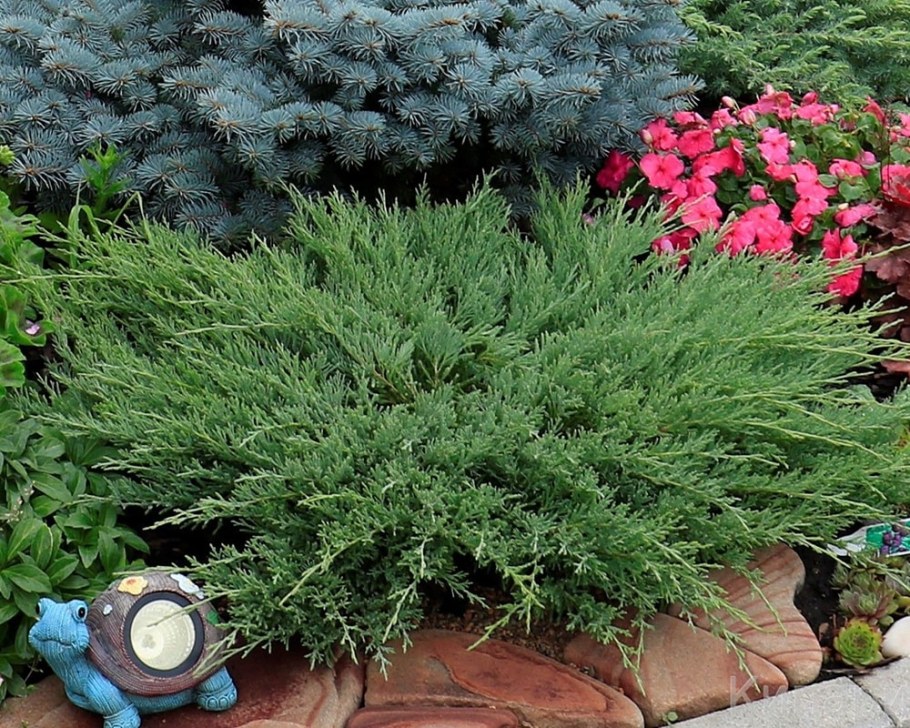 Juniperus horizontalis Andorra Compact