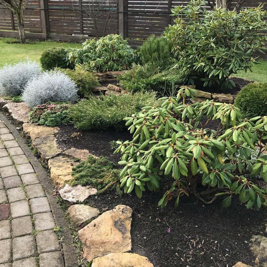 Клумба рододендрон можжевельник