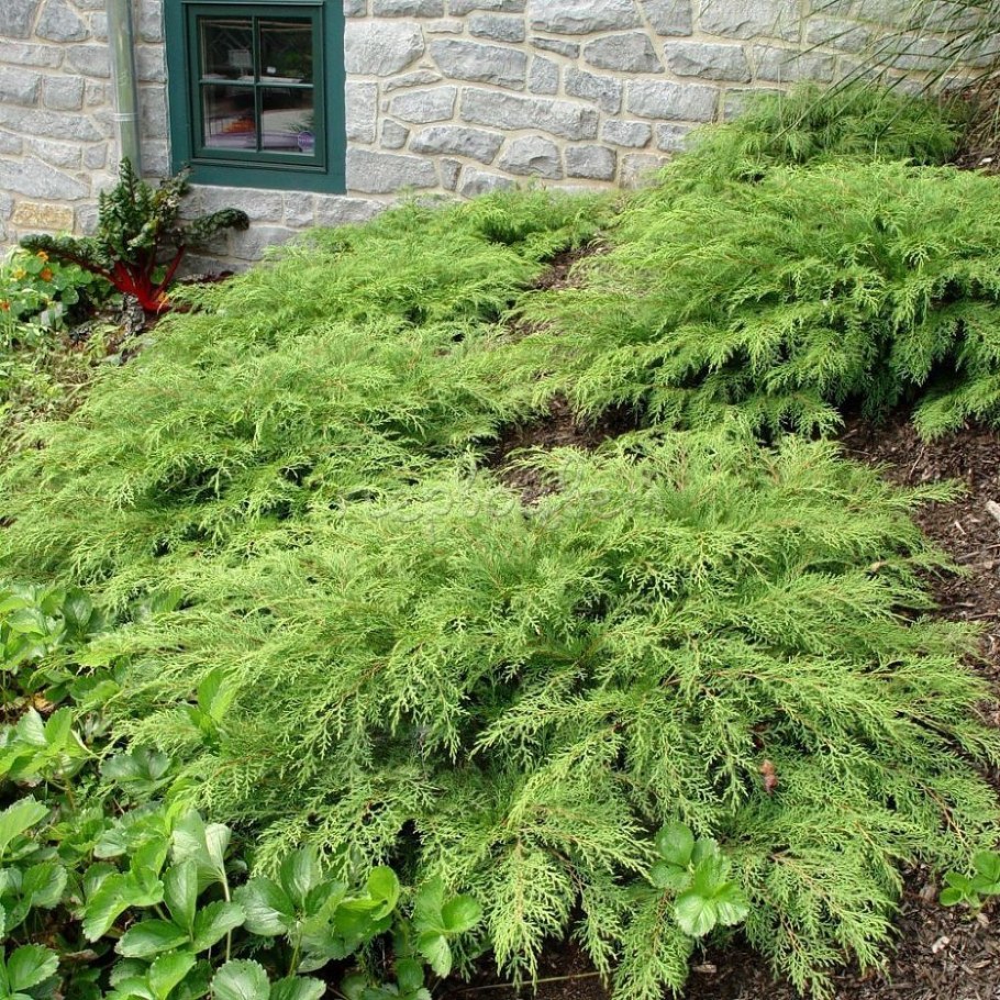 Можжевельник микробиота перекрестнопарная