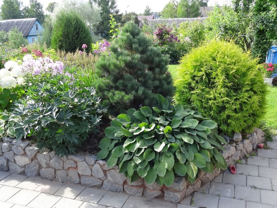 Клумба туя Хоста можжевельник