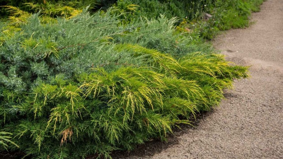 Можжевельник брызги шампанского