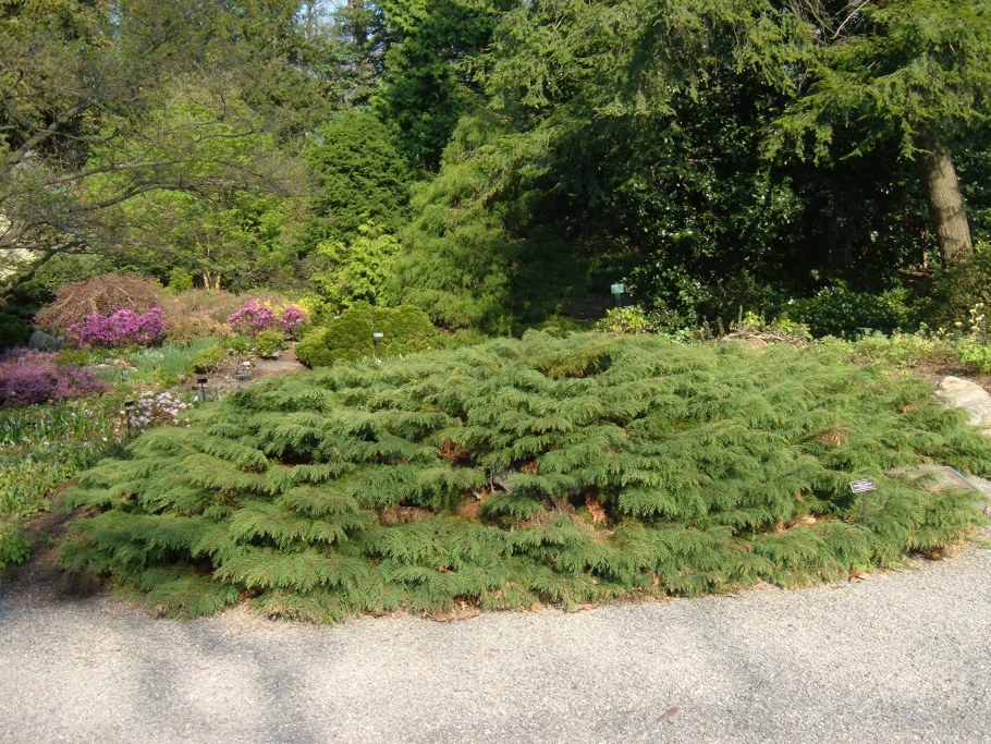 Микробиота хвойник