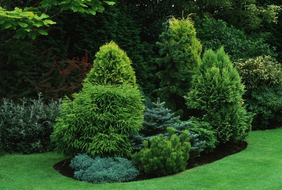 Туя Тунберга