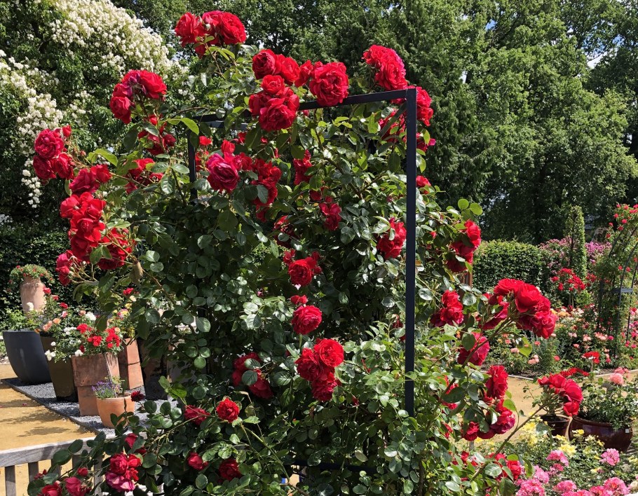 Флорентина клаймбер роза