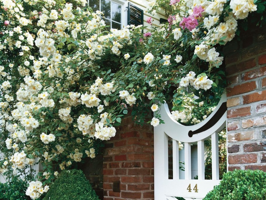 Дороти Перкинс плетистые розы