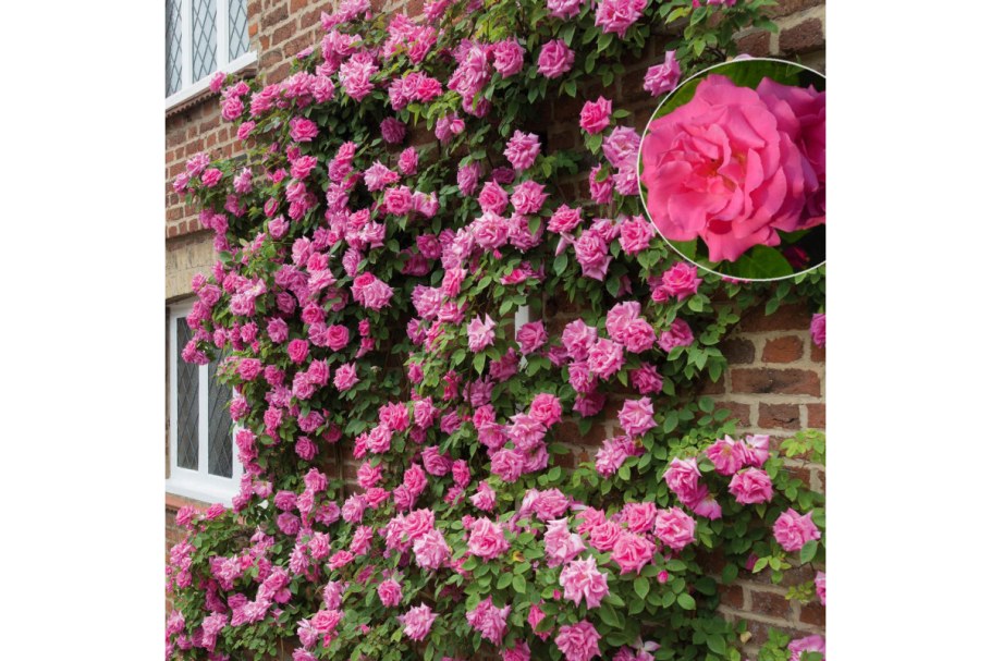 Роза плетистая Зефирин Дроухин