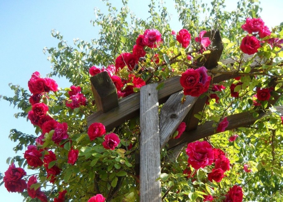 Роза плетистая Пауль Скарлет