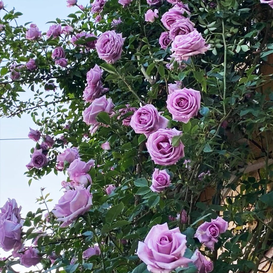 Роза плетистая Indigoletta