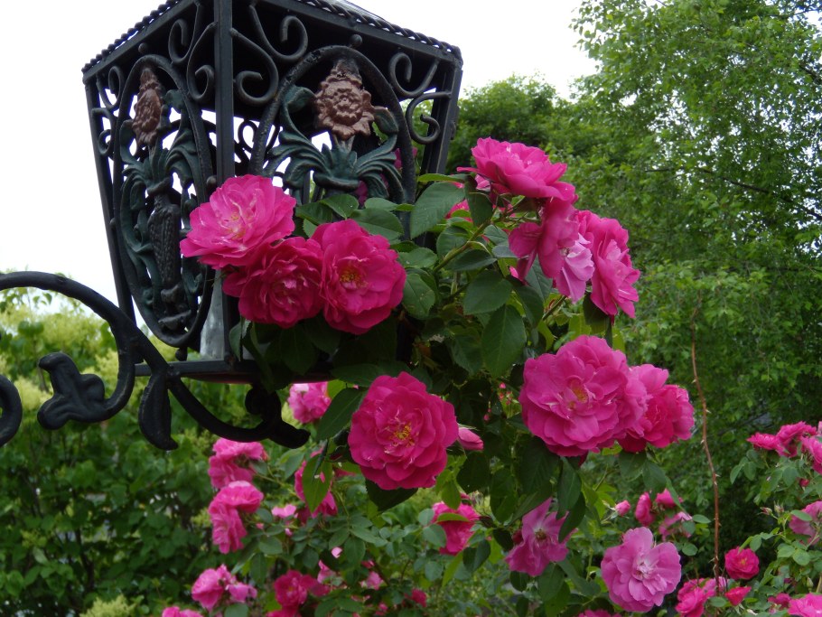 Роза плетистая черная Королева