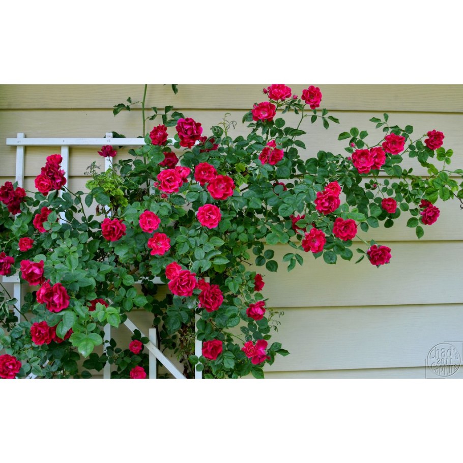 Плетистые розы