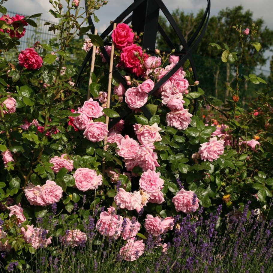 Роза канадская Джон Дэвис