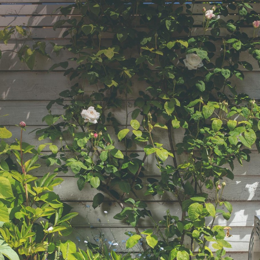 Клематис Guernsey Cream