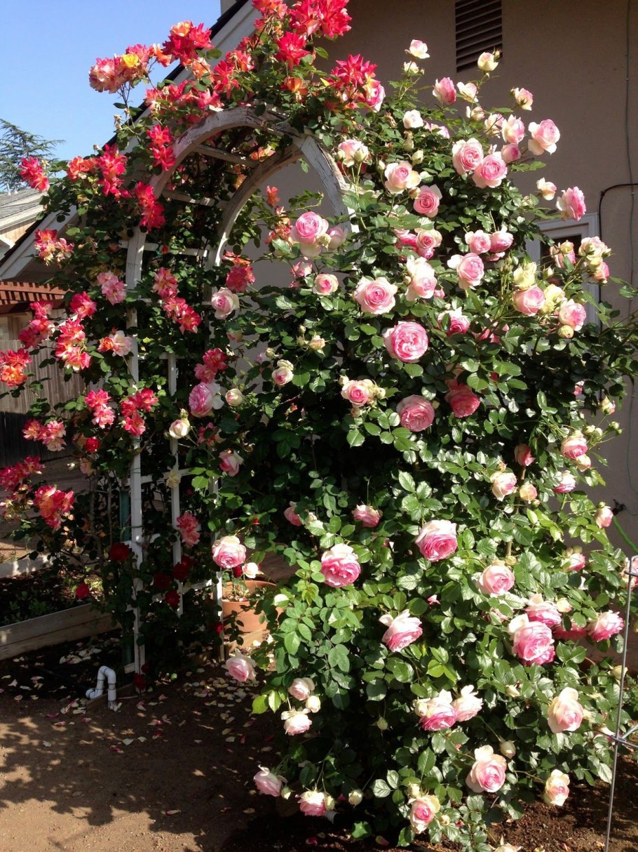 Роза плетистая Джозеф Коат (Joseph's Coat)