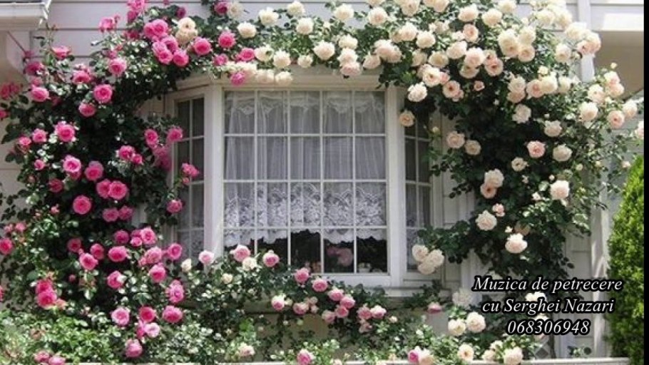 Роза палктистая Роуз Гард