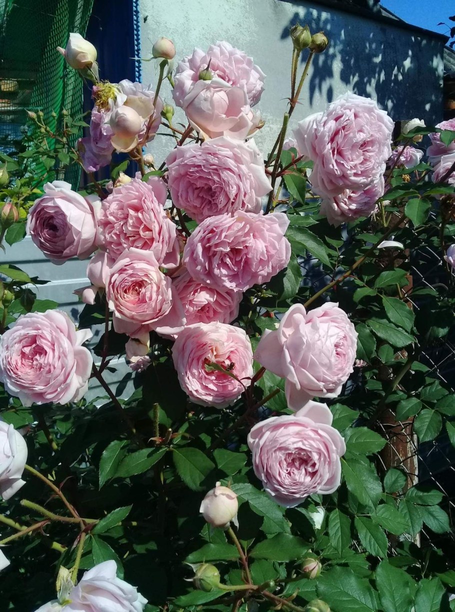 Роза Виолет Хилл