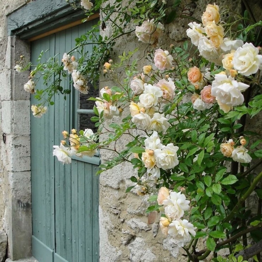 Роза плетистая Эльф