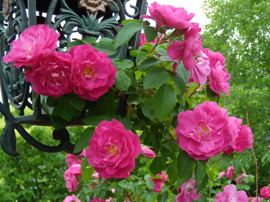 Роза РАМПИКАНТЕ (плетистая)