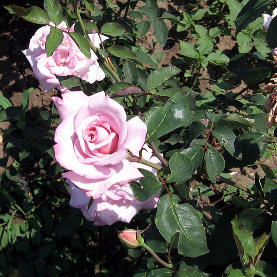 Роза Клайминг Блю