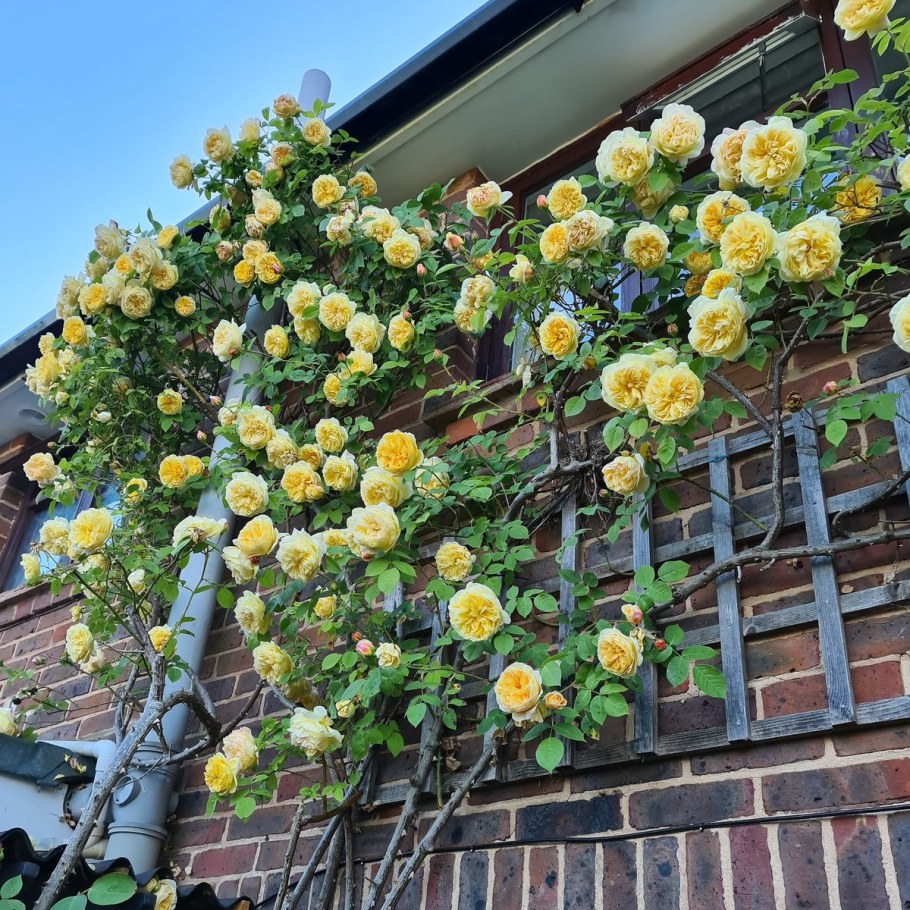 Пилигрим роза Остина