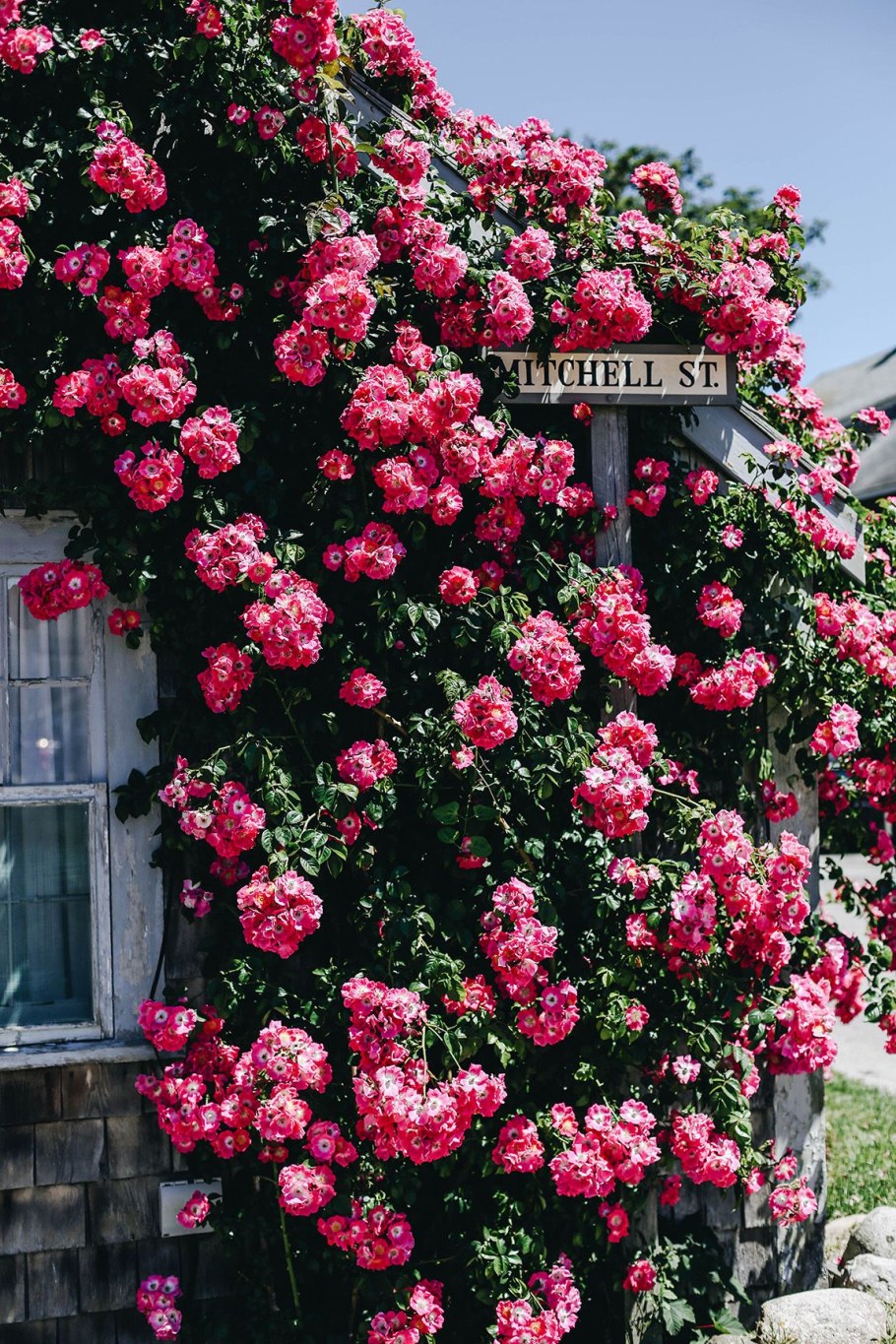 Роза плетистая Мушимара